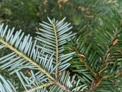Abies amabilis