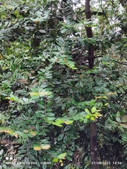 Diospyros ferrea