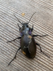 Carabus nemoralis