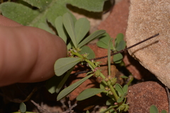 Phyllanthus erwinii