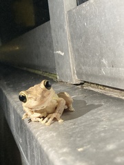 Osteopilus septentrionalis