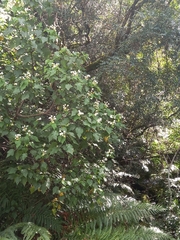 Sparrmannia africana