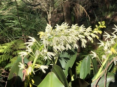 Dendrobium speciosum