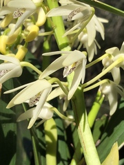 Dendrobium speciosum