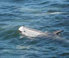 Grampus griseus