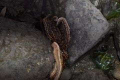 Coscinasterias muricata