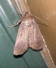 Amphipyra tragopoginis