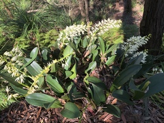 Dendrobium speciosum