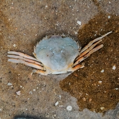 Liocarcinus holsatus