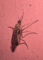 Sylvicola