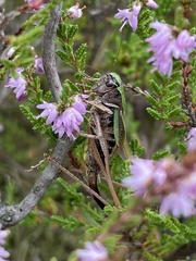 Metrioptera brachyptera