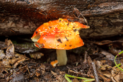 Amanita xanthocephala