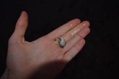 Papawera zelandiae