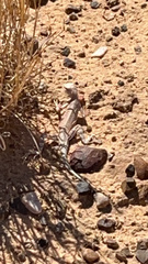 Callisaurus draconoides