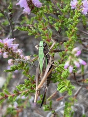 Metrioptera brachyptera
