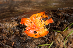 Amanita xanthocephala