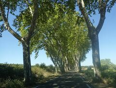 Platanus