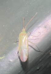 Orthotylus