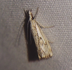 Catoptria falsella