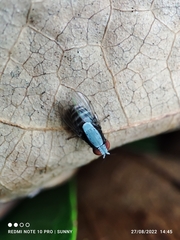 Homoneura discoglauca