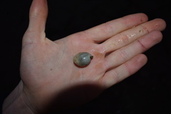 Papawera zelandiae