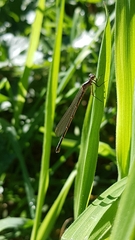 Xanthocnemis zealandica