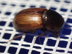 Aphodius