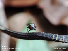 Homoneura discoglauca