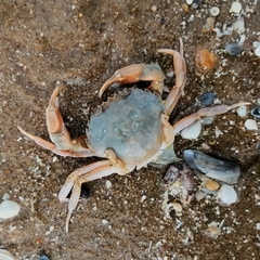 Liocarcinus holsatus