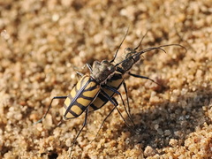 Chaetodera regalis