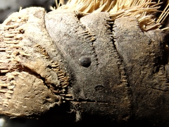 Halotthia posidoniae