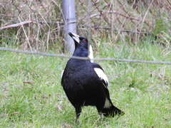 Gymnorhina tibicen