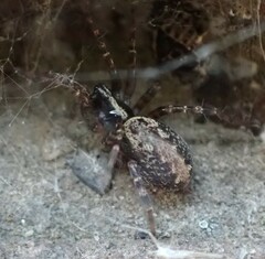 Textrix denticulata