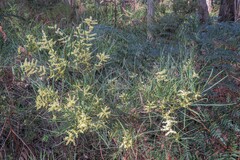 Acacia mucronata