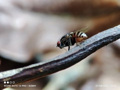 Homoneura discoglauca
