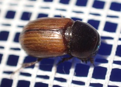 Aphodius