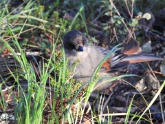 Perisoreus infaustus