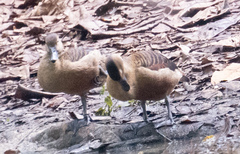 Dendrocygna javanica