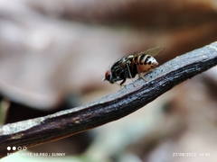 Homoneura discoglauca