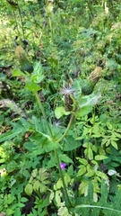 Cirsium oleraceum
