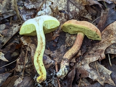 Hemileccinum rubropunctum