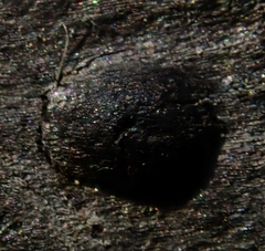Halotthia posidoniae