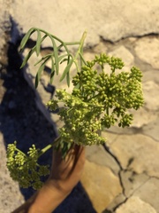 Crithmum maritimum