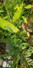 Rorippa sylvestris