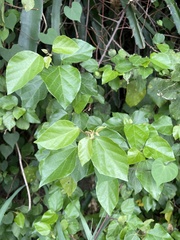 Mallotus repandus