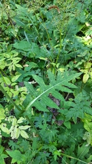 Cirsium oleraceum