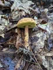Hemileccinum rubropunctum