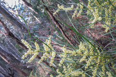 Acacia mucronata