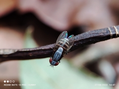 Homoneura discoglauca
