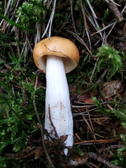 Russula decolorans